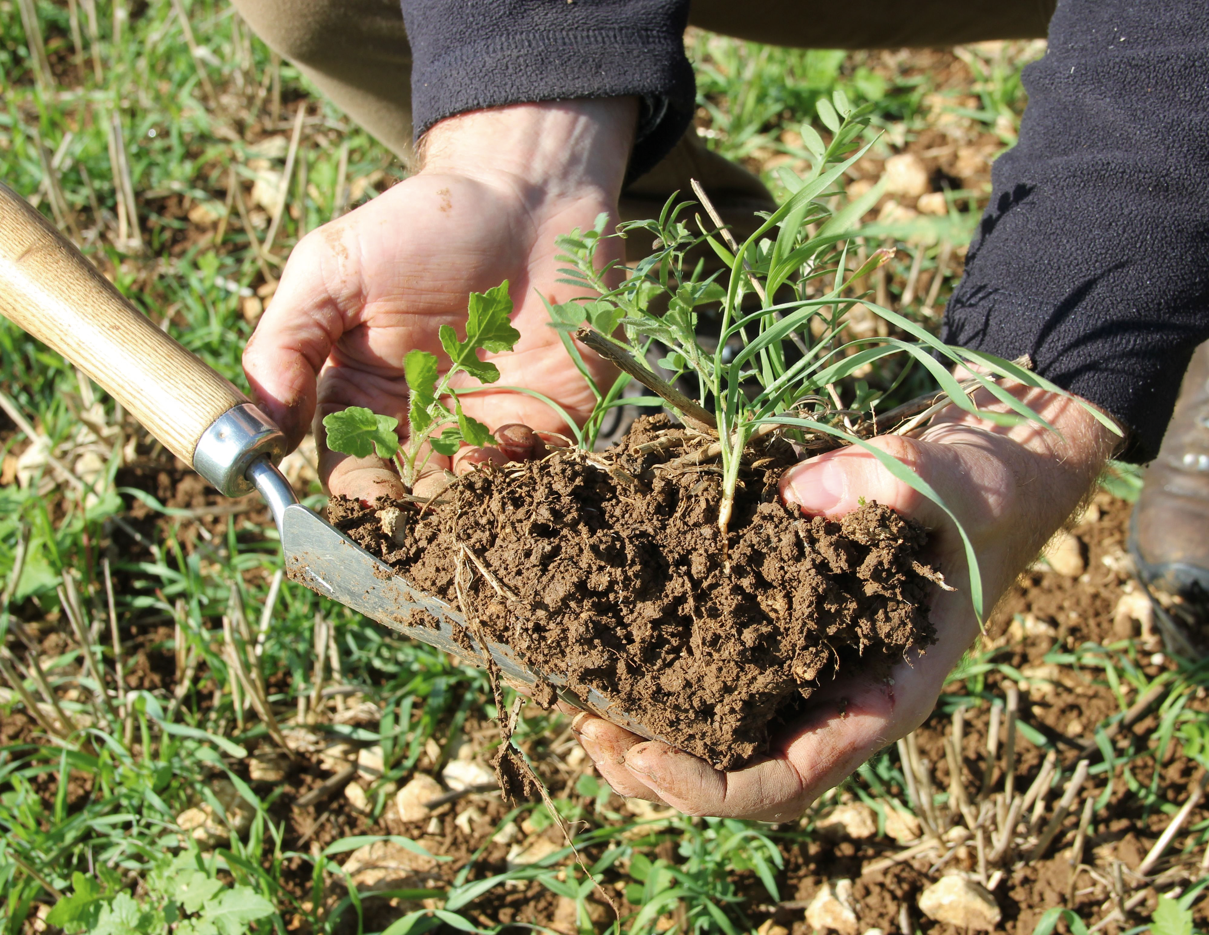 Mixed Rye, Mustard And Vetch