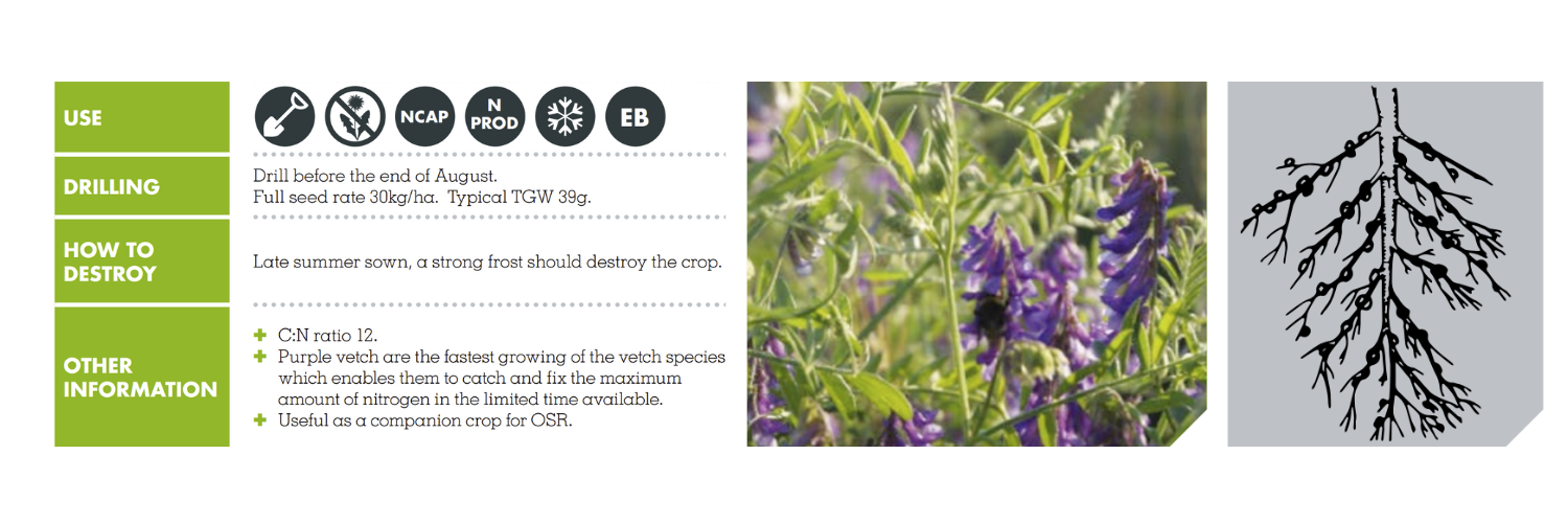 PURPLE SPRING VETCH – BINGO TITANE