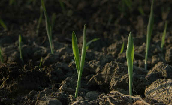 Agrii Header Soil Health
