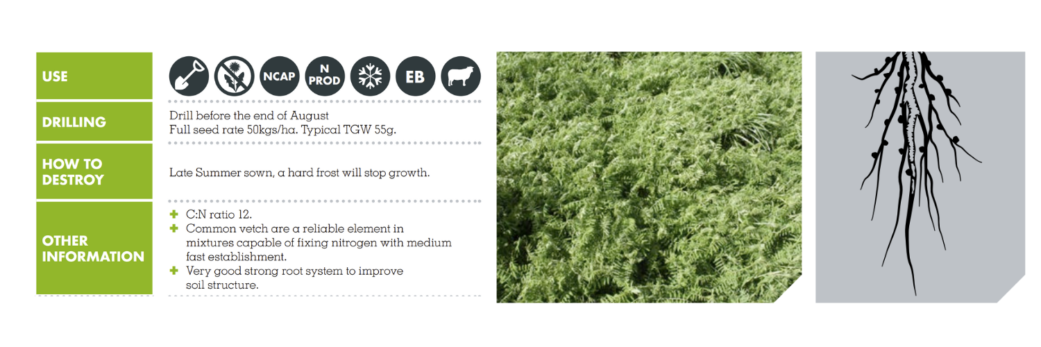 COMMON VETCH – ARGON