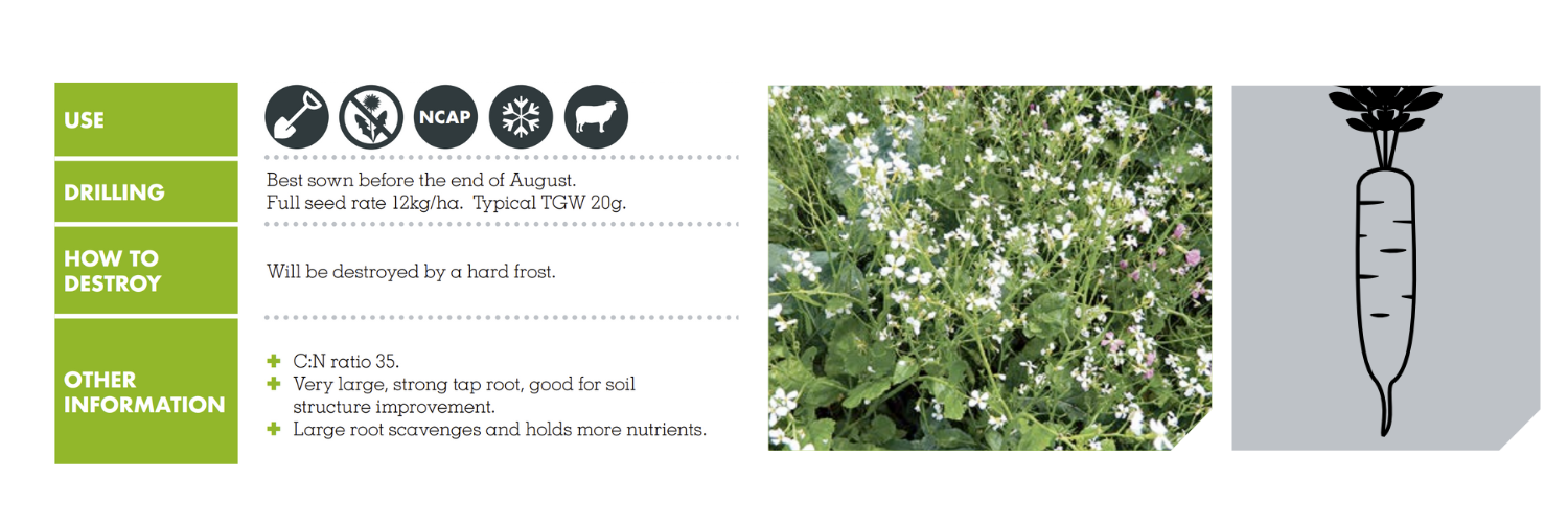 About ASIAN DAIKON RADISH