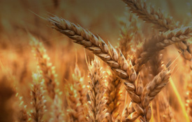 Agrii Header Cereals