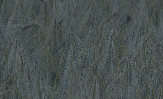 Agrii CTA Cereals Winterwheat Winter Wheat