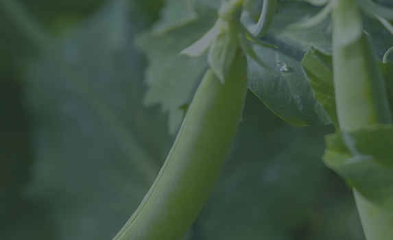 Agrii CTA Spring beans