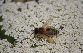 Bee On Wild Carrot