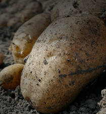 Agrii Header Potatoes