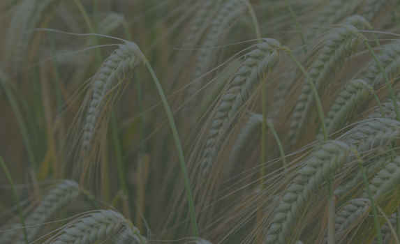 Agrii CTA Cereals Winterbarley 