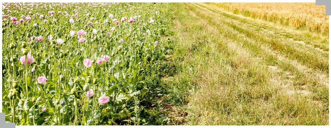 Agrii General Wildflowers