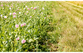 Agrii General Wildflowers