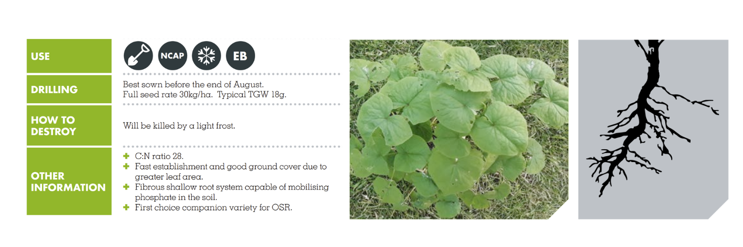 BUCKWHEAT (FAGOPYRUM TATARICUM) – LIFAGO