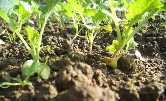 Growing OSR crops Green leaf close up in soil