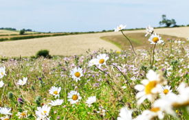 Enhancing Environment wildflowers