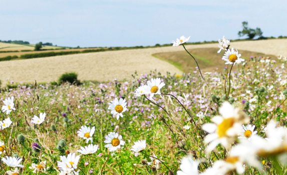 Enhancing Environment wildflowers