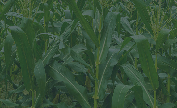 Agrii CTA Cereals Maize